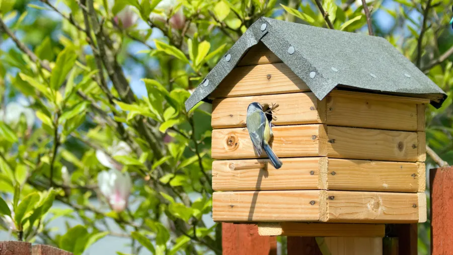 Auf dem Bild ist ein Vogelhaus aus Holz mit einer Meise, die gerade in das Loch schaut um ihre Jungvögel zu füttern.